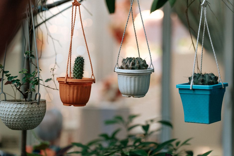 Dicas para Construir um Jardim em Casa: Guia Completo para Iniciantes e Entusiastas