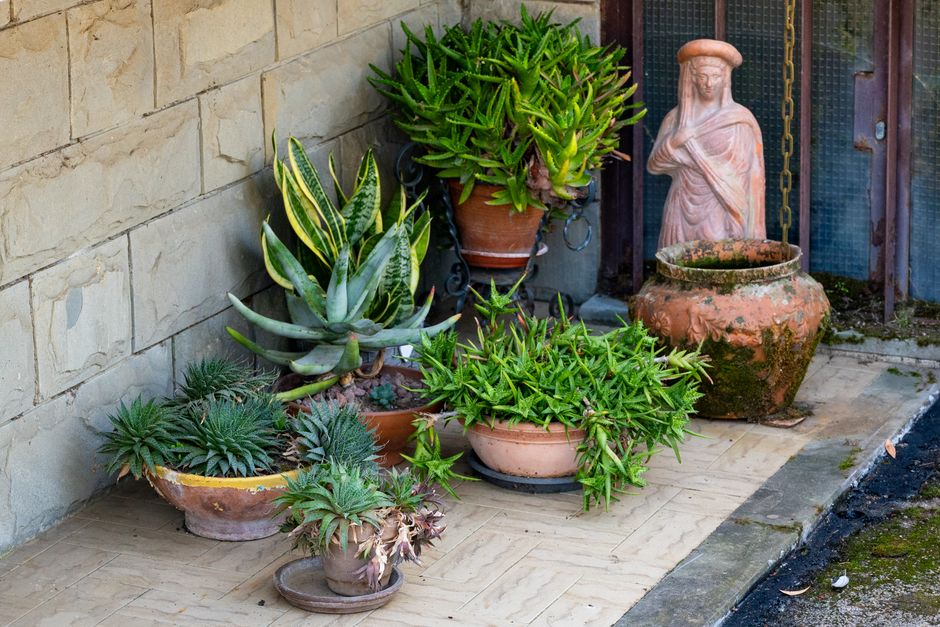Jardim externo com plantas suculentas, vaso antigo e uma escultura de mulher, criando um ambiente de tranquilidade e natureza.