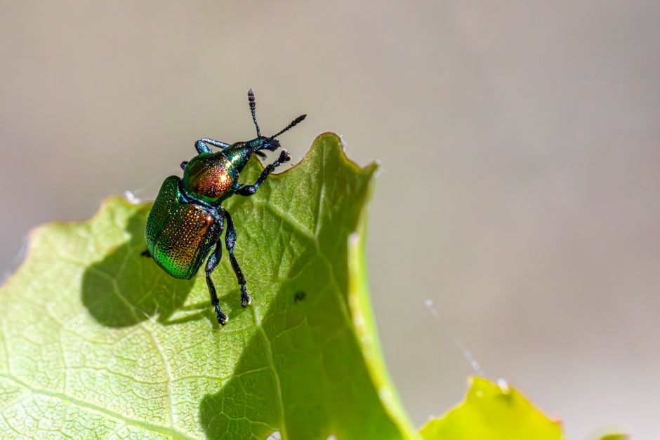 Inseto metálico colorido explorando uma folha verde, evidenciando a biodiversidade na natureza.