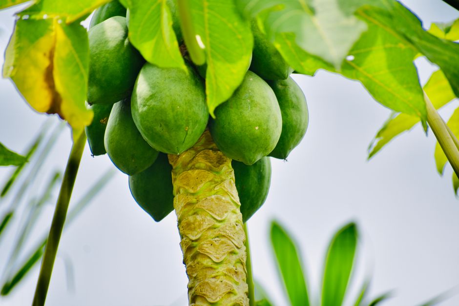 Imagem de uma haste de mamão com frutos verdes nas folhas de uma árvore em um ambiente ao ar livre.