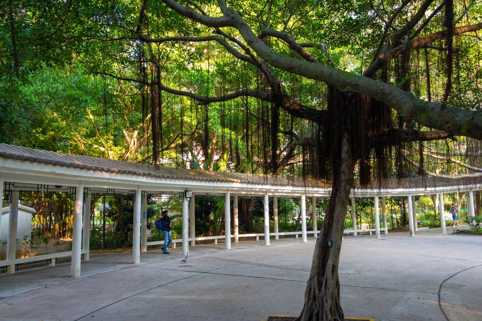 Imagem de um espaço ao ar livre rodeado por árvores exuberantes e uma cobertura em estilo pergolado, ideal para momentos de descanso na natureza.