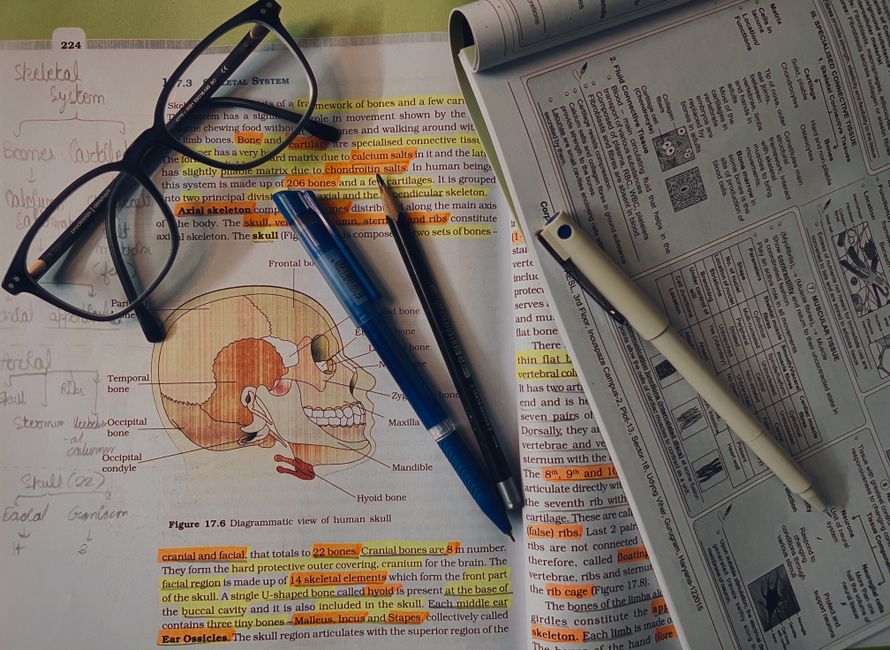Imagem de uma mesa de estudo com livros, anotações, óculos e marcadores destacando conteúdos sobre anatomia do crânio humano, ideal para um blog sobre educação ou ciências da saúde.