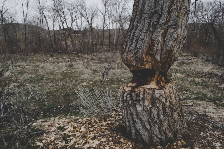 Árvore com tronco cortado em uma paisagem de campo seco e árvores sem folhas ao fundo, sugerindo um ambiente natural em fase de transição ou impacto ambiental.