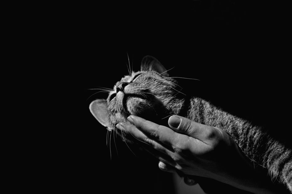Gato sendo acariciado com carinho, transmitindo sensação de afeto e aconchego.
