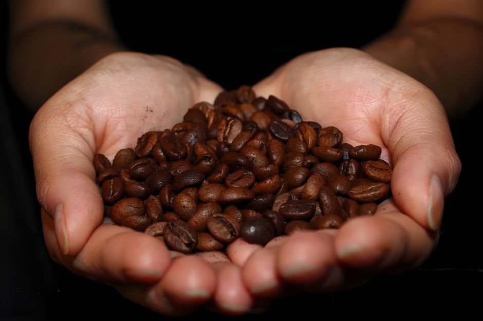 Mãos segurando grãos de café, destacando o tema de produção ou consumo de café para blog de gastronomia ou negócios relacionados ao café.