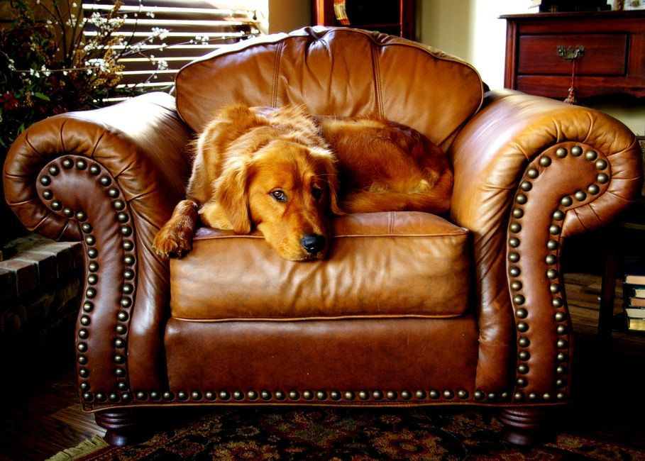 Cachorro deitado confortavelmente em um sofá de couro em um ambiente acolhedor de casa.
