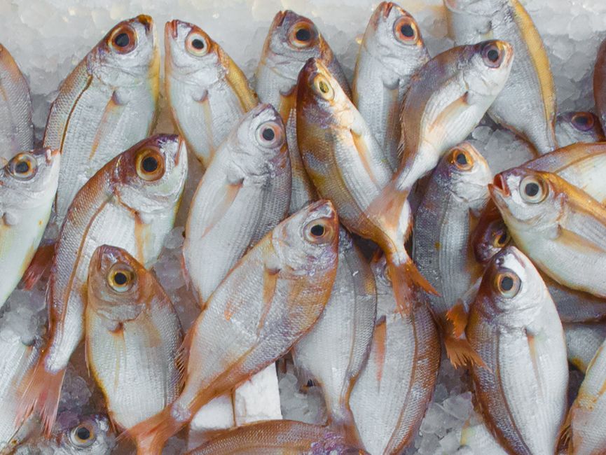 Peixes frescos dispostos sobre gelo, prontos para venda ou consumo, simbolizando mercado de frutos do mar ou alimentação saudável.