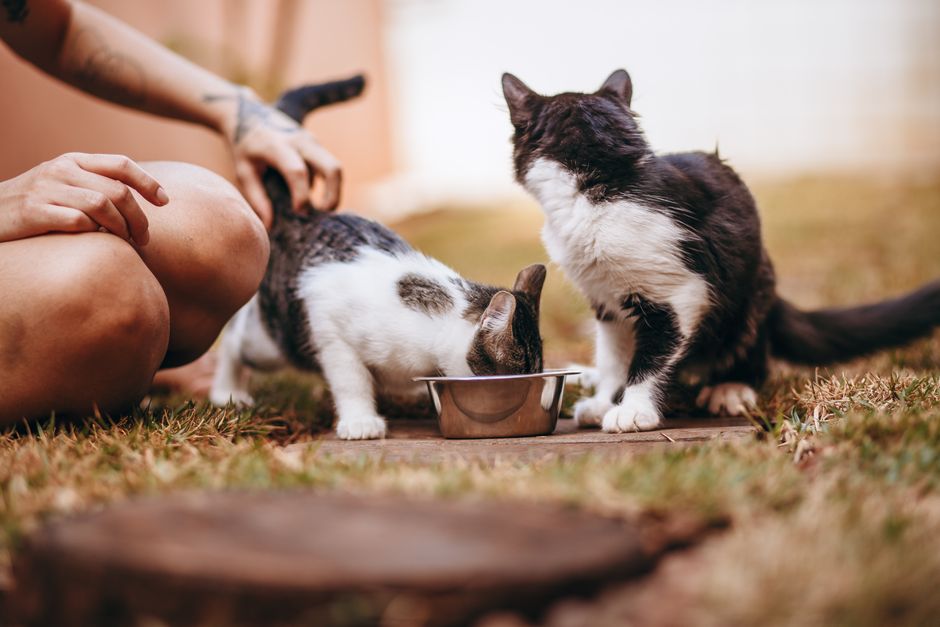 Duas gatos comendo de uma tigela ao ar livre, enquanto uma pessoa observa, transmitindo uma cena de convivência e cuidado animal.
