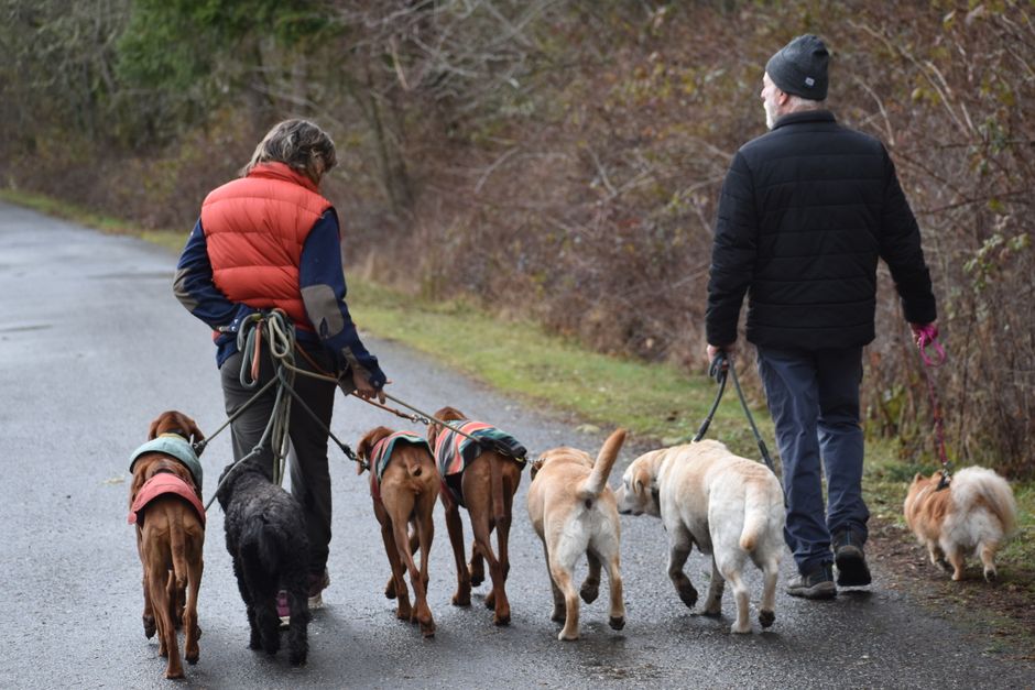 Homens caminhando com vários cães em uma trilha na natureza, destacando passeio com pets ao ar livre.