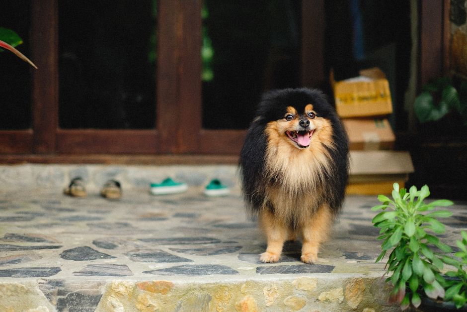 Cachorro pequeno e feliz em ambiente ao ar livre próximo a uma entrada, transmitindo alegria e aconchego para artigos sobre bem-estar animal e cuidados com pets.