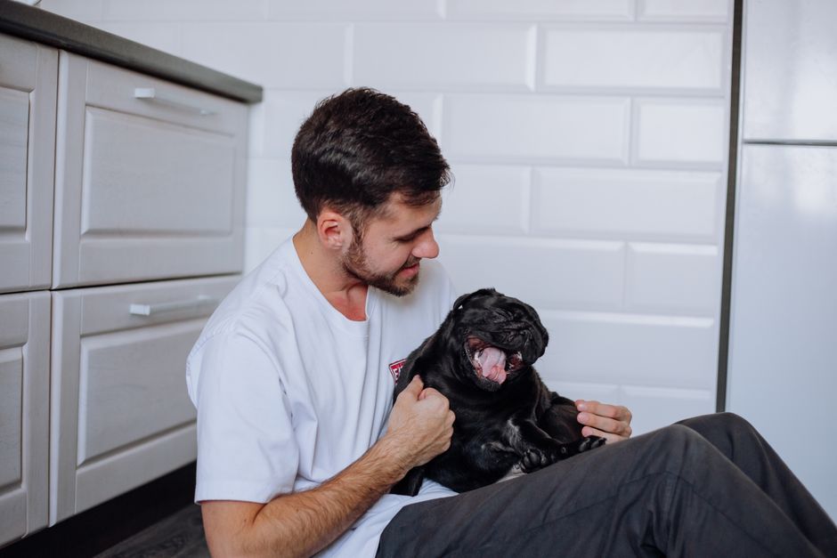 Dicas para cuidar melhor dos pets em casa: Guia completo para 2026