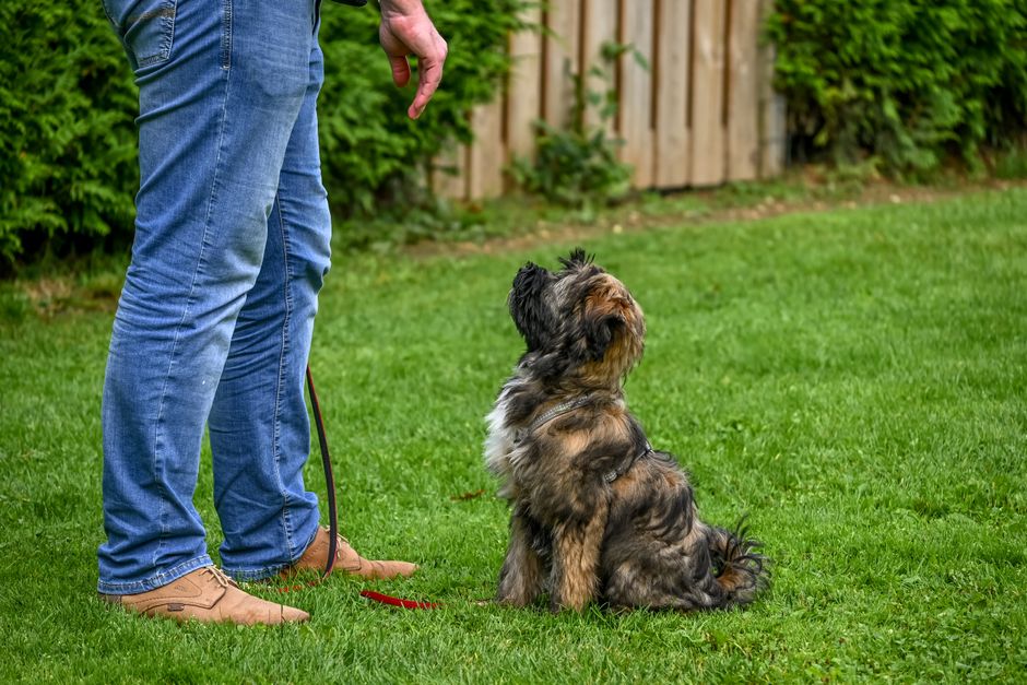Pessoa treinando um cachorro em um ambiente ao ar livre, focando no vínculo e na educação do pet.