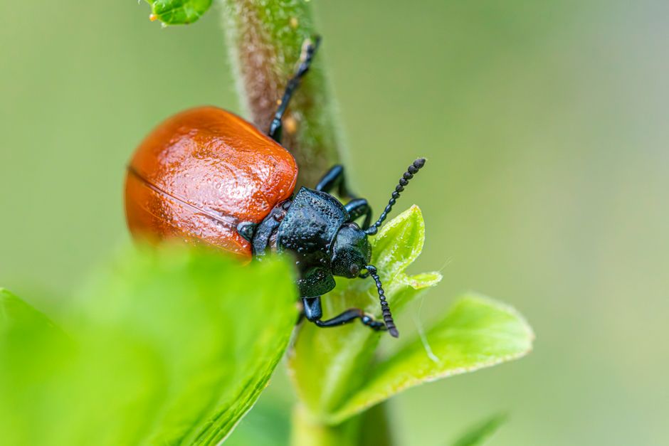 Inseto sobre uma folha verde, destacando a relação com a natureza e a biodiversidade.