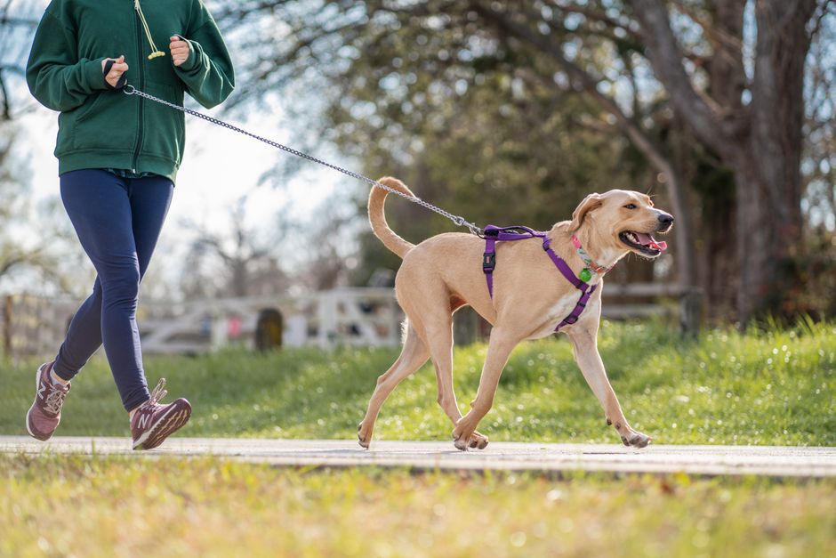 Pessoa caminhando com cachorro em parque, ressaltando a importância do exercício ao ar livre para bem-estar e saúde do pet e do tutor.