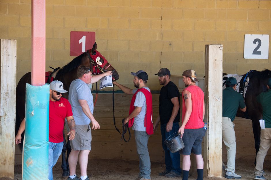 Grupo de pessoas preparando cavalos na área de cocheira, indicando organização e preparação para eventos equestres.