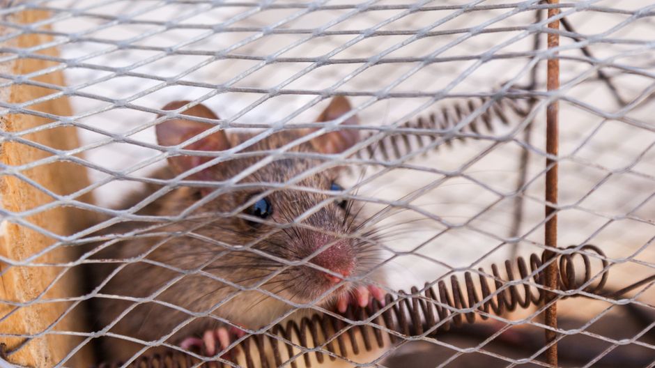 Imagem de um pequeno roedor preso em uma gaiola de arame, simbolizando captura ou sofrimento animal.