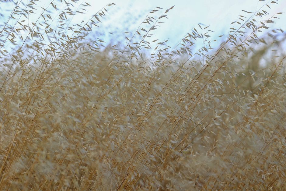 Campos de trigo ao entardecer, simbolizando abundância e conexão com a natureza.