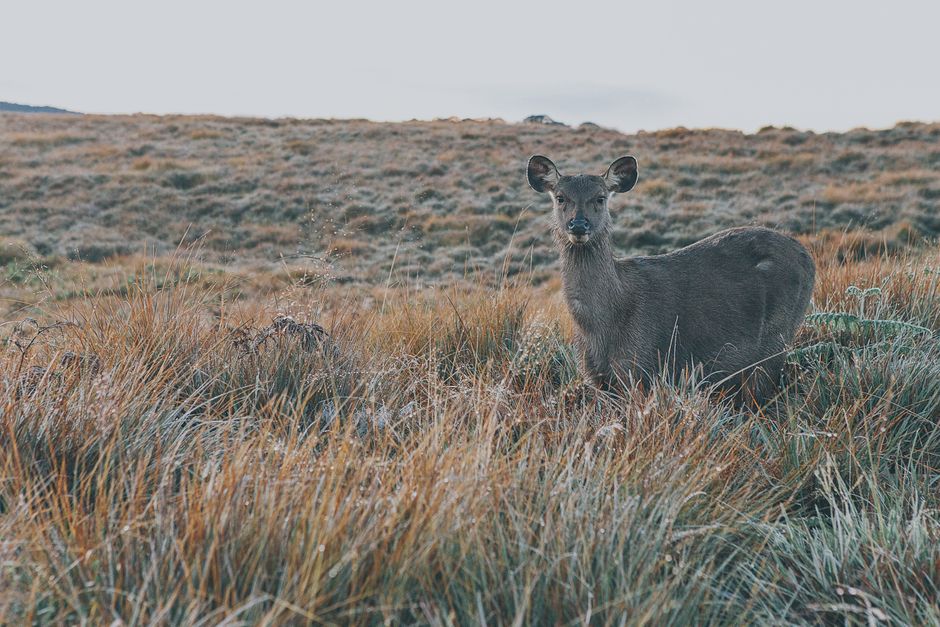 Uma cabra-montesa em meio a um campo de grama alta e paisagem de planície ao fundo, destacando a vida selvagem na natureza.