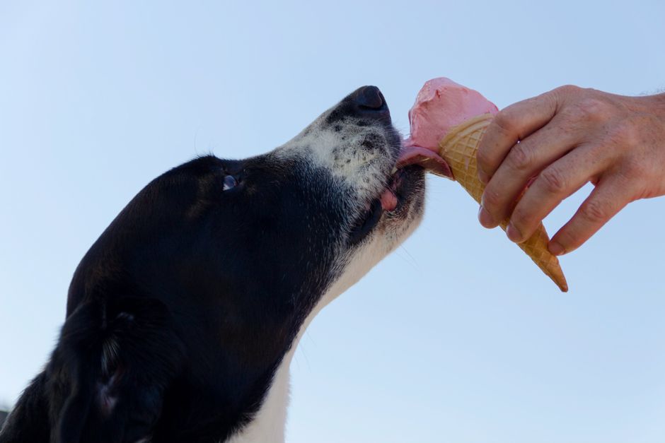 Cachorro recebendo um sorvete de casquinha, transmitindo uma sensação de alegria e momentos divertidos ao ar livre.