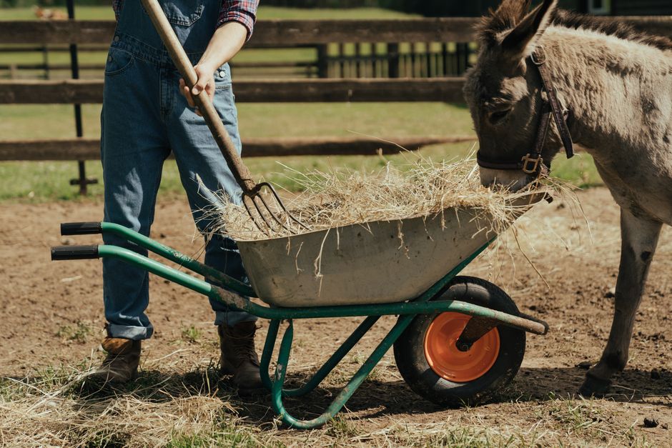 Pessoa cuidando de um cavalo ao carregar feno em uma carroça em um ambiente rural, simbolizando atividades agrícolas e manejo de animais.