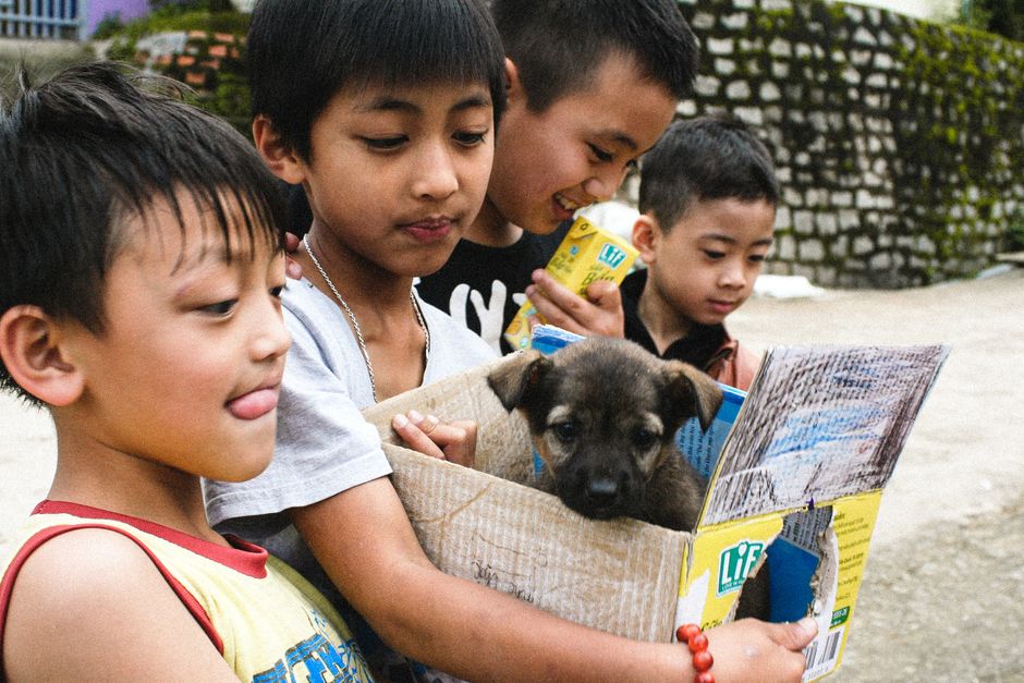 Dicas de como ensinar crianças a cuidar de animais de estimação em 2026