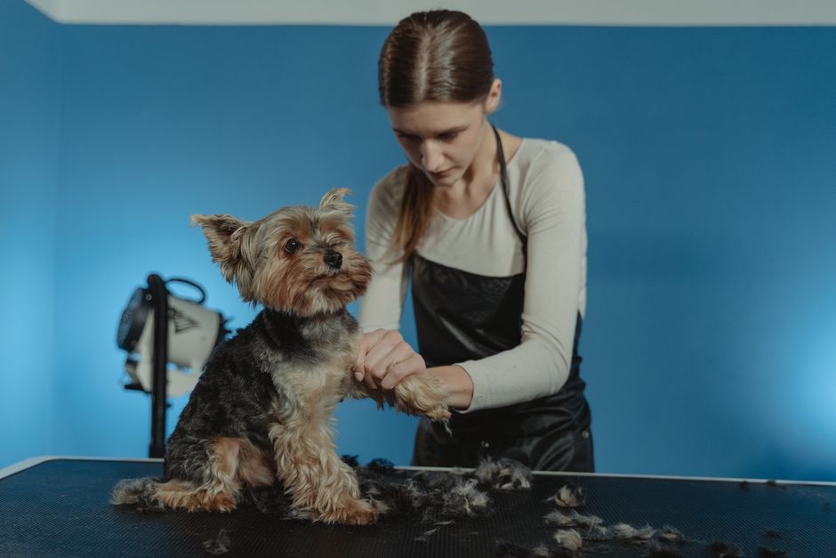 Dicas para cuidar da pelagem do seu pet em casa: guia completo 2026