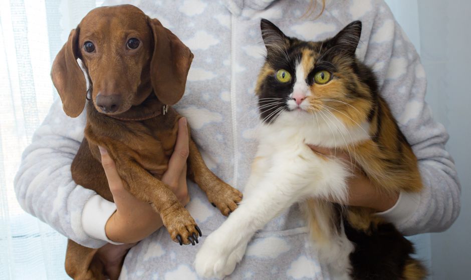 Pessoa segurando um cachorro dachshund e uma gata de pelagem longa, evidenciando o vínculo entre animais de estimação e seus donos.