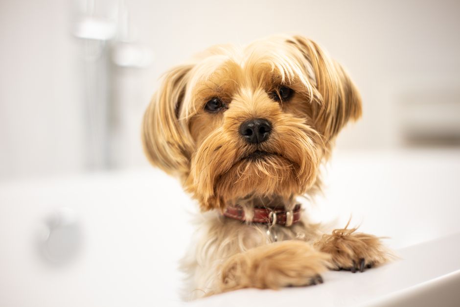 Cachorro fofo e adorável posicionado de forma que parece estar olhando curiosamente para a câmera, ideal para blog sobre animais de estimação ou cuidados com pets.
