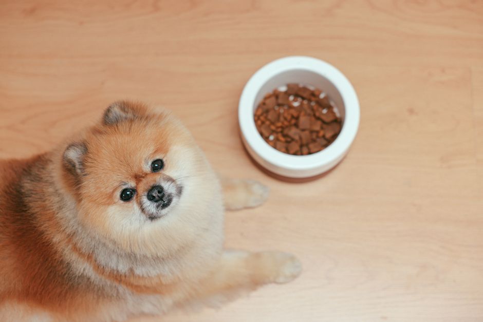 Filhote de cachorro Pomeranian olhando para a câmera ao lado de uma tigela de comida do seu pote de ração, em uma superfície de madeira clara.