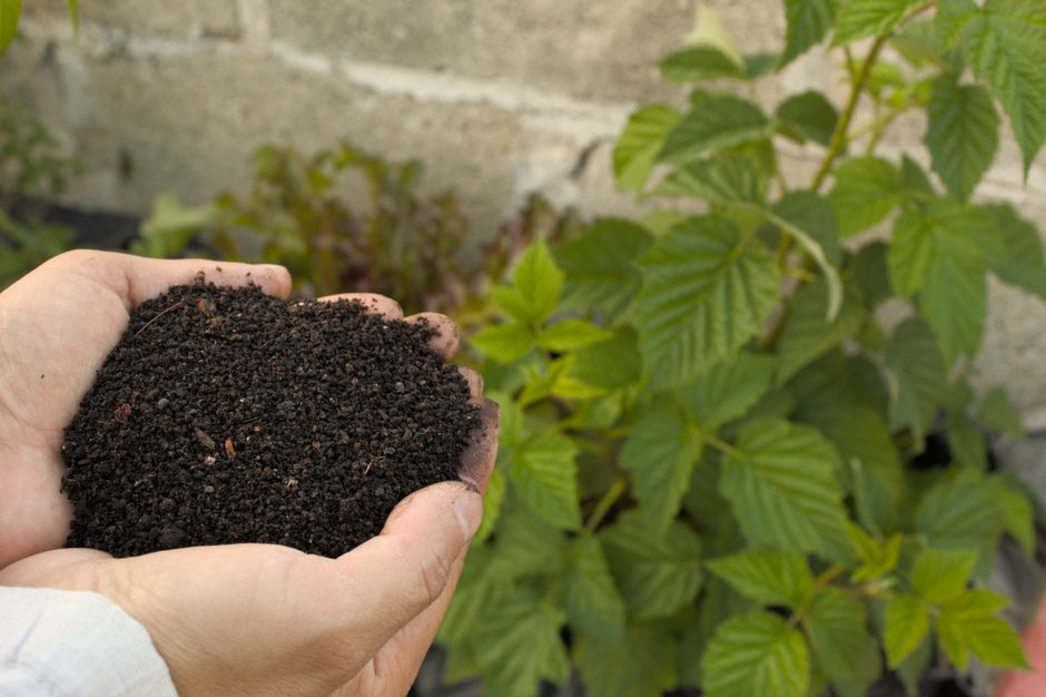 Pessoa segurando terra negra em um jardim com folhagem verde ao fundo, ilustrando práticas de jardinagem ou cultivo de plantas.