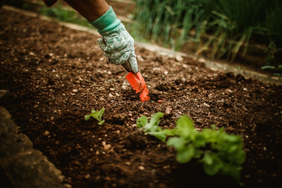 Pessoa preparando o solo para o plantio em um jardim, destacando o cultivo e o cuidado com as plantas.