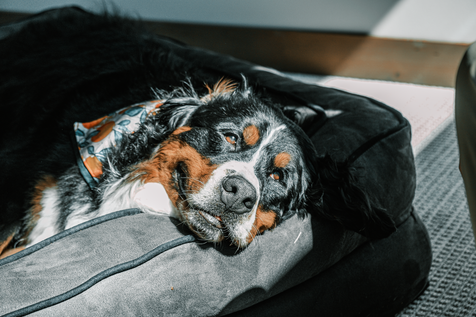 Cachorro de raça Border Collie deitado e descansando em uma cama, transmitindo sensação de relaxamento e conforto doméstico.