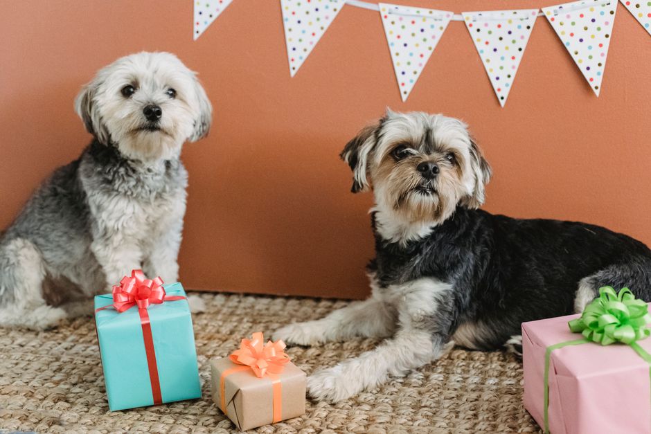 Dois cachorros em uma celebração de aniversário decorada com bandeirinhas e presentes coloridos em um ambiente acolhedor.