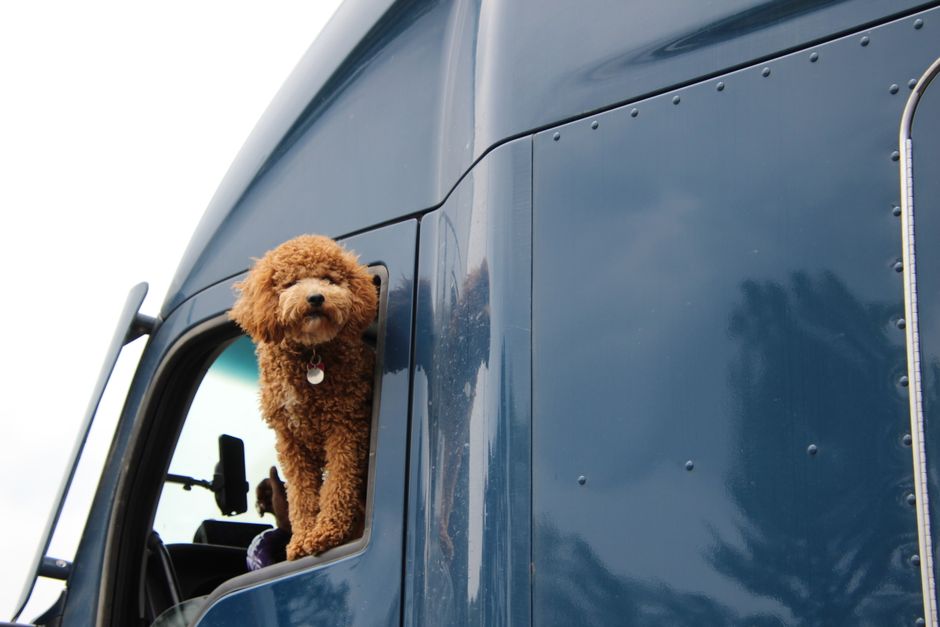 Dicas para viajar de carro com cachorro em 2026: guia completo para uma viagem segura e tranquila