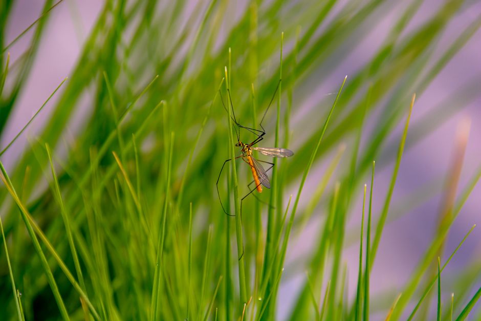 Insetos depredando um mosquito na vegetação, destacando aspectos da natureza e do ciclo de vida dos animais.