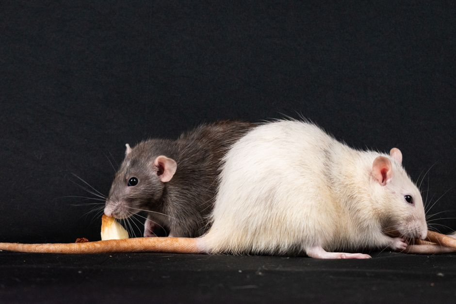 Imagem de duas ratinhas, uma escura e uma clara, sobre uma superfície, simbolizando cooperação e diversidade.