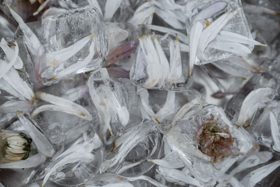Imagem de gelo com flores de jasmim congeladas, destacando a estética e a conservação de elementos naturais em ambientes frios.
