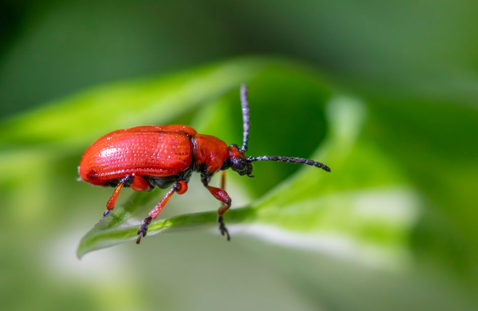 Inseto inseto de coloração avermelhada caminhando sobre uma folha verde, representando a importância da biodiversidade e do ambiente natural.