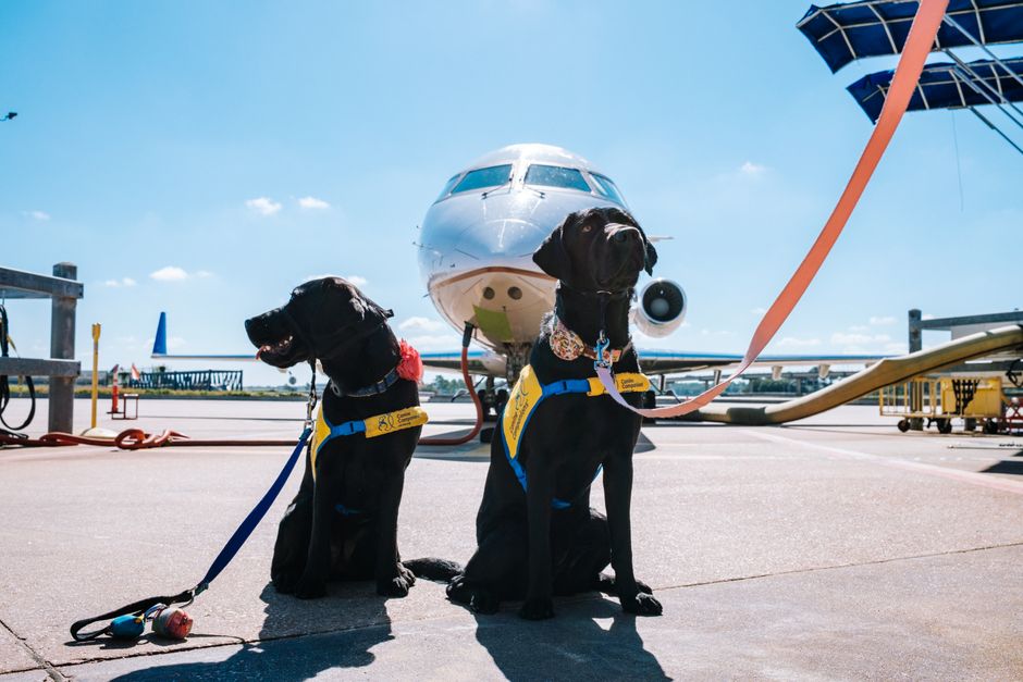 Dois cães de serviço com coletes de assistência em frente a um avião no aeroporto, simbolizando suporte e segurança no transporte aéreo para pessoas com necessidades especiais.
