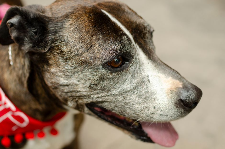 Melhores acessórios para pets idosos em 2026: conforto e cuidado para seu amigo