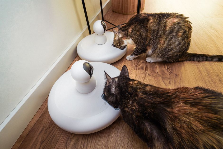 Dois gatos observando câmeras inteligentes em um ambiente doméstico, destacando o uso de tecnologia e convivência com pets.