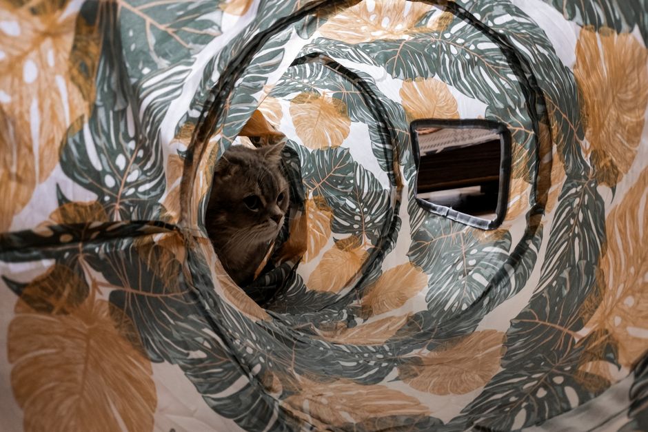 Gato explorando um túnel de tecido decorado com folhas tropicais, criando uma atmosfera aconchegante e divertida.