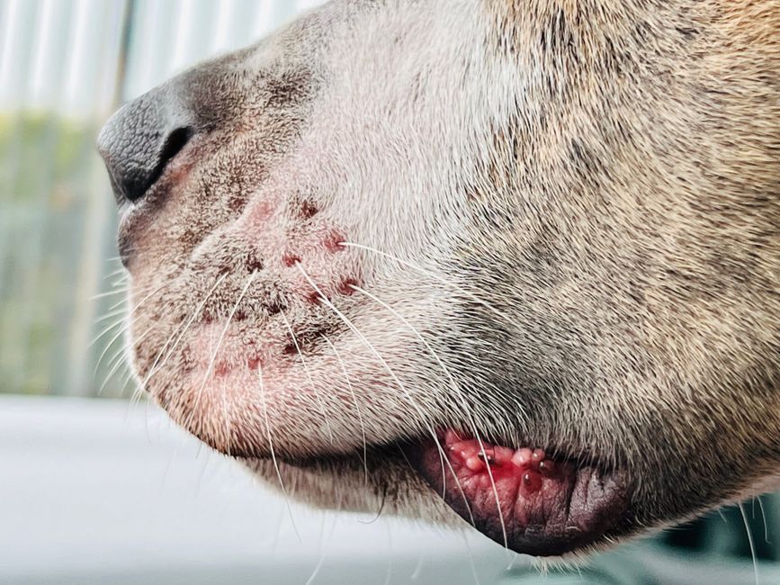 Melhores produtos para cuidar da pele do cachorro em 2026: guia completo