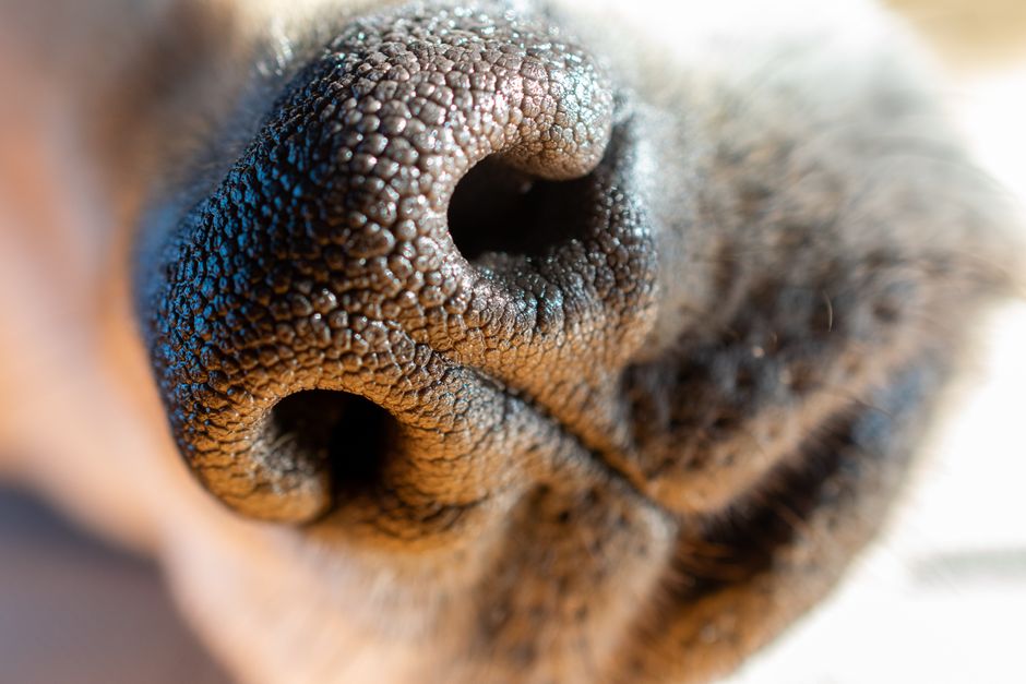 Close-up de um focinho de cachorro, destacando a textura e detalhes da pele nasal.