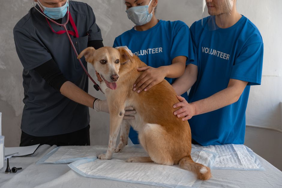 Dicas para Manter a Saúde do Cachorro em 2026: Guia Completo para o Bem-Estar Canino
