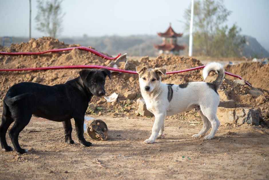 Dicas para organizar a construção de uma casa com pets em 2026: guia completo