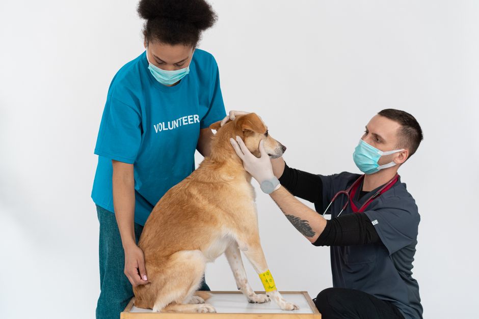 Profissional de saúde veterinária examinando um cão, enquanto uma voluntária observa, ambos usando máscaras em um ambiente clínico de cuidados animais.