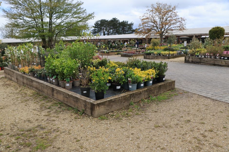 Imagem de uma área de vendas de plantas e flores em um mercado ao ar livre, ideal para artigos sobre jardinagem e comércio de plantas.