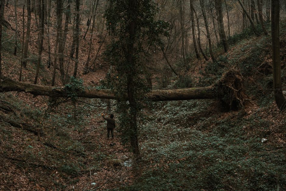 Pessoa explorando uma floresta densa com uma árvore caída formando uma barreira natural no caminho.