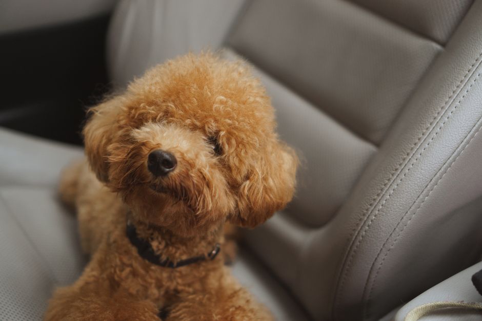 Cachorro de pelagem cacheada e expressão fofinha sentado no banco do carro, transmitindo charme e carinho.